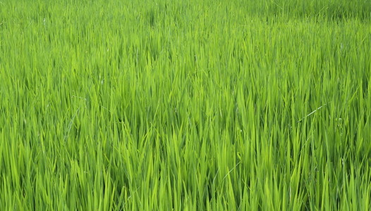 在水稻农场水稻幼苗