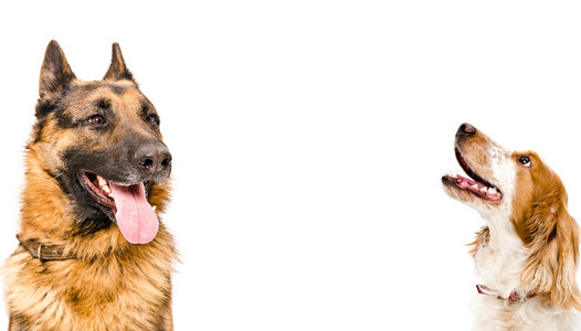 德国牧羊犬 俄罗斯猎犬的肖像