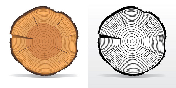 树木的年轮和锯切的树干