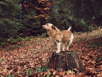 在树桩上在树林里的狗