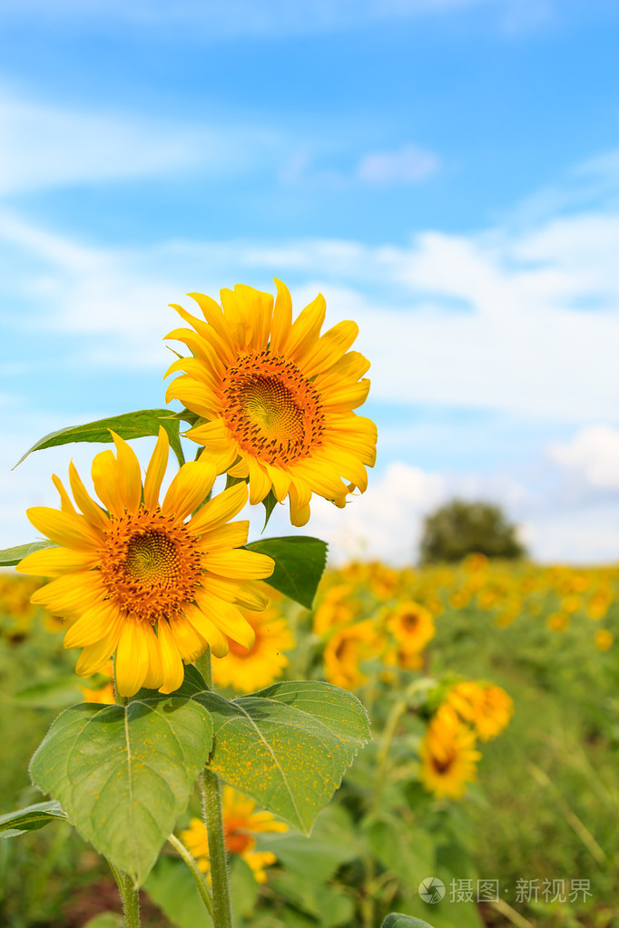 在该字段中的美丽向日葵