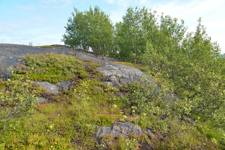 在山坡上有石质暴露的北方景观。默尔曼