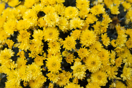 黄色花背景