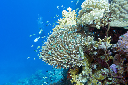 珊瑚礁鱼类图片集蓝靛果与潜水员水下