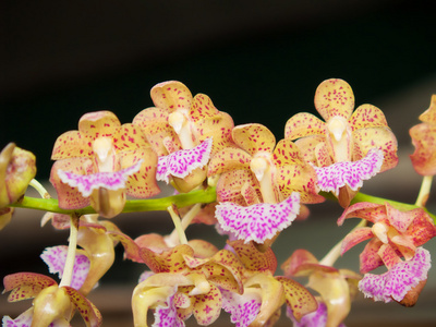 美丽的混合 Aerides Aerides Kanchana 的花束