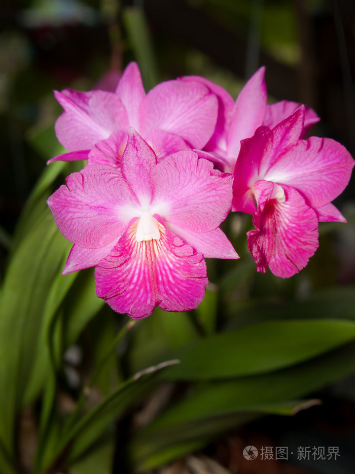 cattleytonia 牙买加红