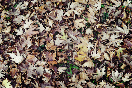 背景组棕色秋叶