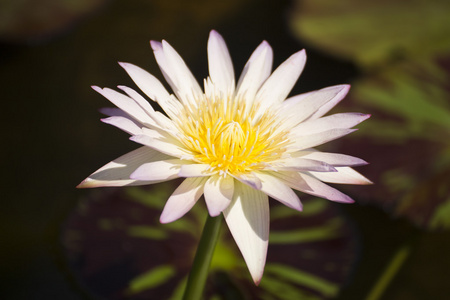 白色的 waterlilly 或莲花