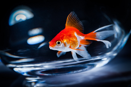 金鱼浮在水族馆在黑暗的背景中图片