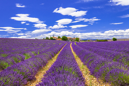 盛开在省，法国薰衣草的紫 feelds