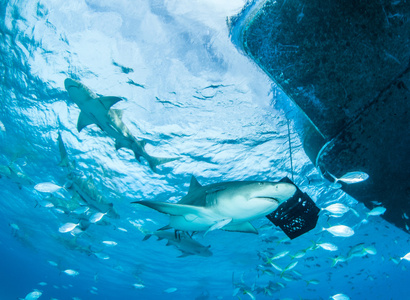 潜水的鲨鱼图片