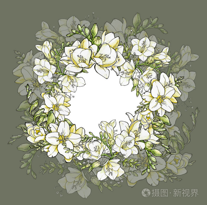 水彩插图小苍兰架