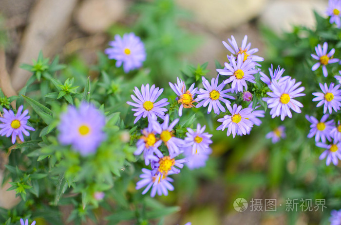 美丽的紫苑花照片 正版商用图片1krzzp 摄图新视界