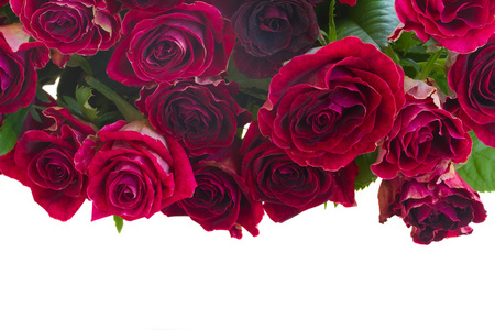 边框的红色和粉色的玫瑰