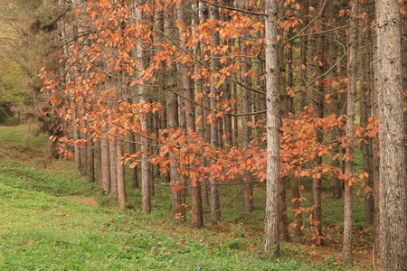 森林和秋天