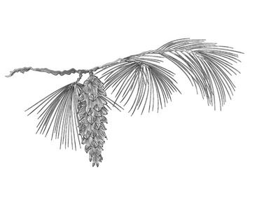 根松枝,松果与作为复古雕刻矢量照片