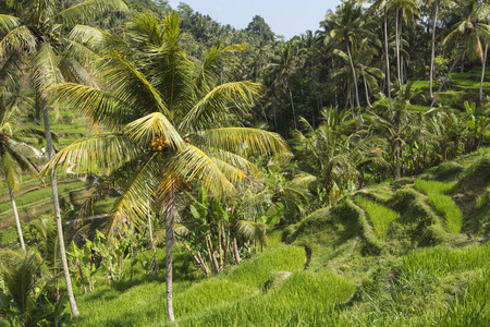 绿色的稻田，巴厘岛，巴厘岛，印度尼西亚附近 Jatiluwih