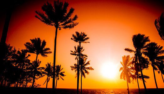 日落热带海滩上的棕榈树剪影