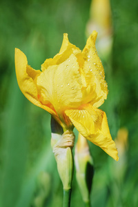 黄色鸢尾属植物的花