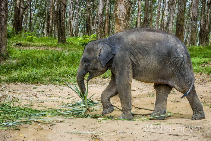 在泰国南部的亚洲小象
