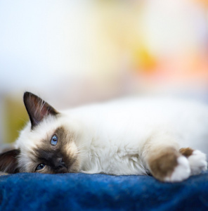 说谎的暹罗小猫看在你蓝色的眼睛
