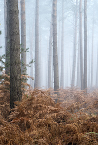 松林秋色景观有雾的早晨