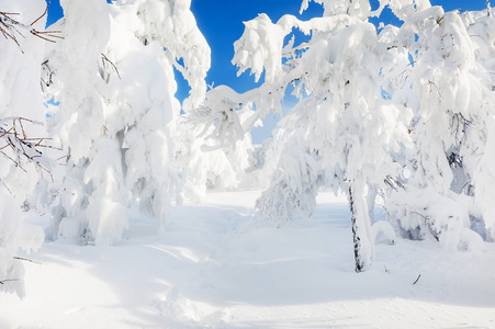 雪后降雪覆盖在冬季森林中的树木