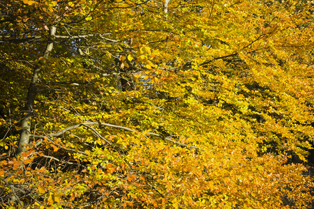 在阳光明媚的日子里, 美丽的秋色中的森林
