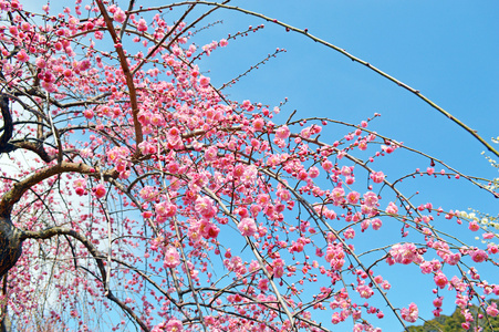 梅花在三重