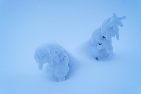 在雪地里的两棵圣诞树