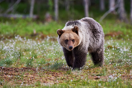 棕色的熊走在针叶林