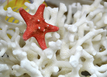 红海星和白珊瑚