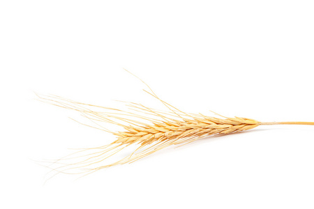 小麦在白色背景上的耳朵