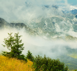 在雾中的山风景