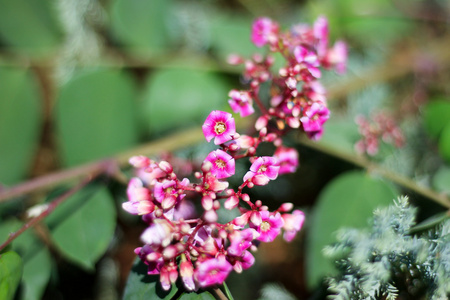 杨桃花的特写