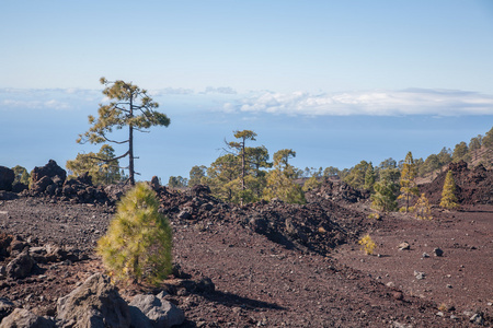 泰德特内里费岛穿得嫩黄嫩黄的火山景观