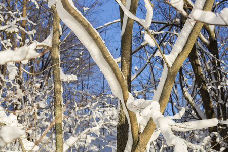 白雪覆盖下的树