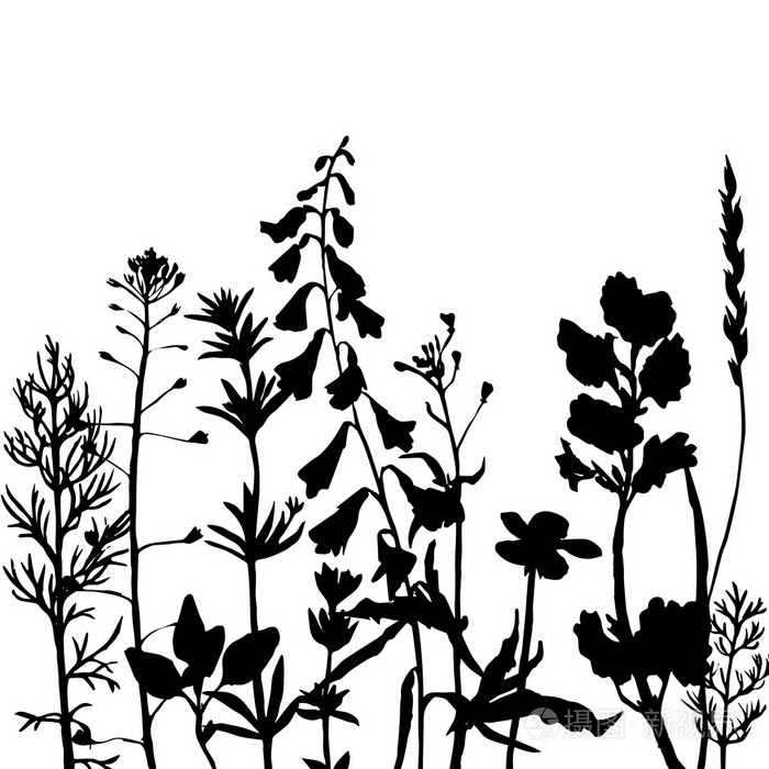 矢量轮廓的野菜鲜花