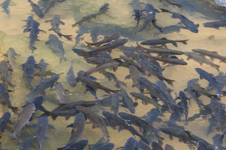 索洛溪瀑布鲤鱼摄影图