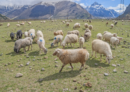 在山上的绿色草地上的羊