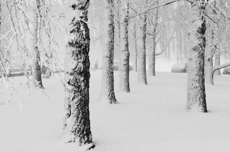 冰冻桦树在寒冷的公园冬天