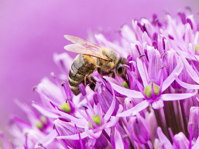 蜜蜂一蜂花粉对巨型洋葱花