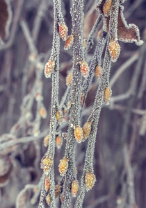 冬天的早晨, 覆盖着霜冻霜冻或霜的植物
