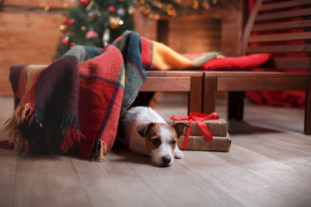 狗杰克罗素梗犬节日圣诞节