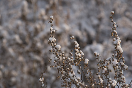 雪中的虫草树枝