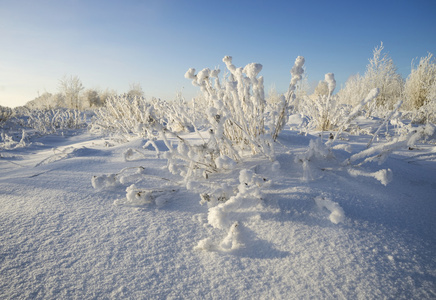 美丽的灌木在雪服装