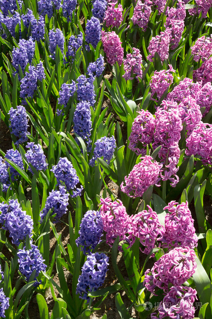 穆斯卡里花在荷兰花园库肯霍夫荷兰