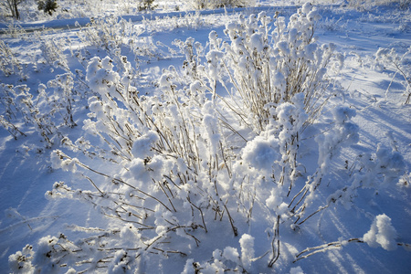 蓬松的灌木在雪装饰