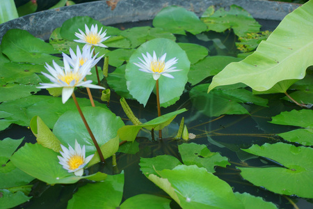 水百合