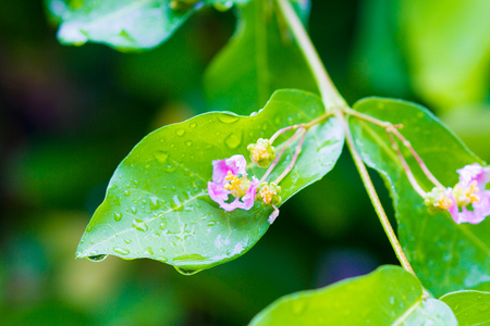 花和叶子与水滴从雨在早晨